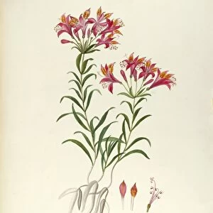 Peruvian Lily or Lily of the Incas (Alstroemeria ligtu), Amaryllidaceae by Maddalena Lisa Mussino, watercolor, 1858