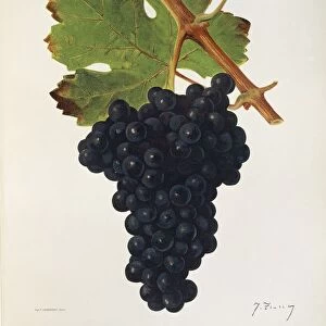 Petit Bouschet grape, illustration by J. Troncy