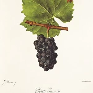 Petit Gamay grape, illustration by J. Troncy