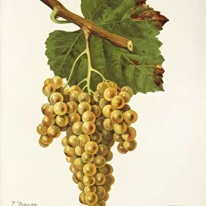 Petit Manseng grape, illustration by J. Troncy