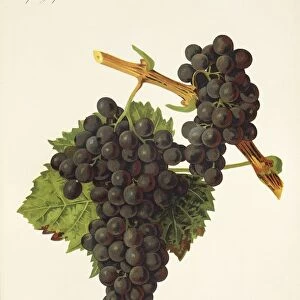 Petit Verdot grape, illustration by J. Troncy