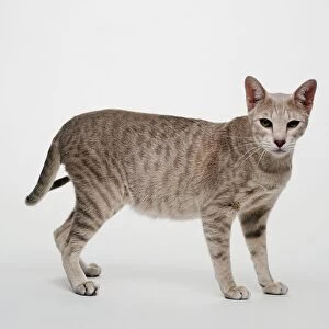 Pewter Egyptian Mau cat with green eyes, typical of the breed