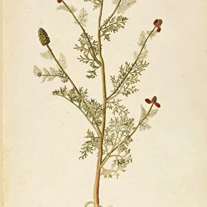Pheasants eye (Adonis annua), Ranunculaceae by Francesco Peyrolery, watercolor, 1753