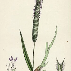 Phleum pratense, var. genuinum, Common Timothy-grass, var. a