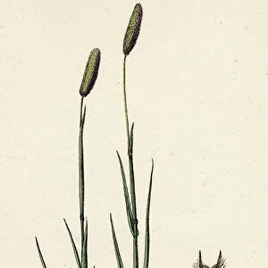 Phleum pratense, var. nodosum, Common Timothy-grass, var. B