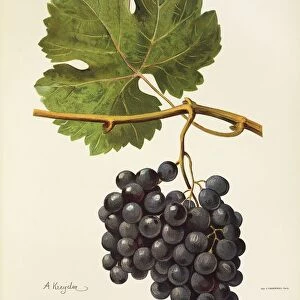 Piedirosso grape, illustration by A. Kreyder