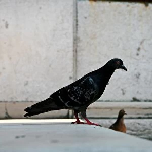 Pigeons. Venice. Veneto. Italy