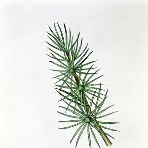 Pinaceae - Leaves of Atlas Cedar Cedrus Atlantica, illustration