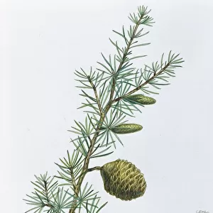 Pinaceae, Leaves and cones of Lebanon cedar Cedrus libani, illustration