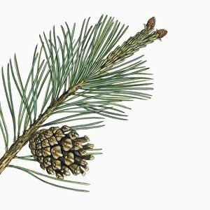 Pinaceae, Leaves and cones of Mountain Pine Pinus mugo, illustration