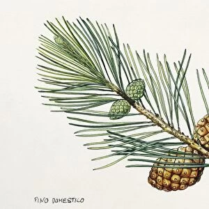 Pinaceae, Leaves and cones of Stone Pine Pinus pinea, illustration