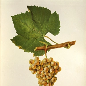 Pinot Blanc Chardonnay grape, illustration by J. Troncy
