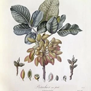 Pistachio (Pistacia vera), Henry Louis Duhamel du Monceau, botanical plate by Pierre Jean Francois Turpin