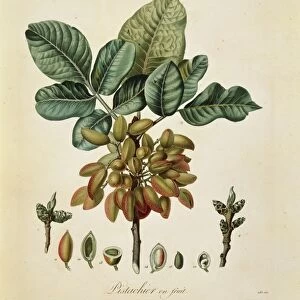 Pistachio (Pistacia vera), illustration by Francois Turpin