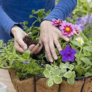 Planting Helichrysum petiolare, Petunia, Marguerites in hanging basket, adding compost