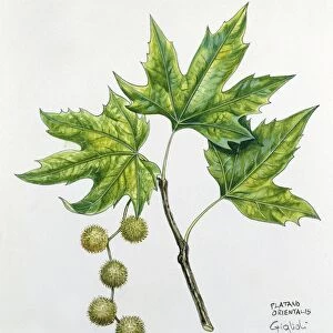 Platanaceae, Leaves and fruits of Oriental Plane Platanus orientalis, illustration