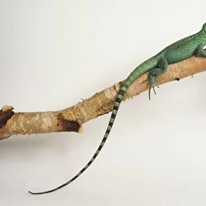 Plumed Basilisk (female) on a branch. This lizard is vivid green and is usually patterned with light blue or yellow spots. It has three large crests supported by bony spines on the head, back, and tail, and the eyes have bright orange irises