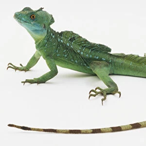 Plumed Basilisk Lizard (Basiliscus Plumifrons)