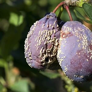 Plums damaged by brown rot