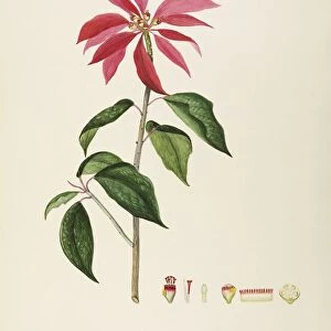 Poinsettia (Euphorbia pulcherrima), Euphorbiaceae, Indoor or temperate greenhouse suffruticose plant native to Mexico, watercolor, 1848-49