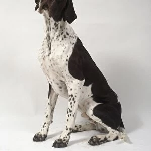 Pointer dog sitting on hind legs
