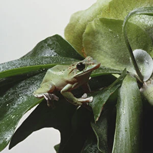 Polypedates dennysi, Chinese Gliding Treefrog perched on leaf, side view