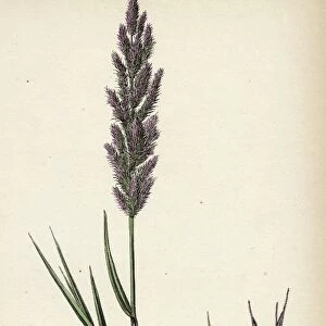 Polypogon littoralis, Perennial Beard-grass