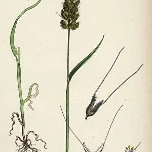 Polypogon Monspeliensis, Annual Beard-grass