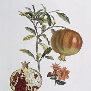 Pomegranate (Punica granatum), Henry Louis Duhamel du Monceau, botanical plate by Pierre Jean Francois Turpin