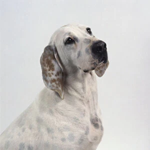 Porcelaine dog, seated