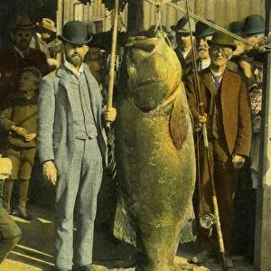 Postcard of Fisherman with Huge Jewfish. ca. 1900-1908, A fisherman proudly stands with his 362-pound Jewfish caught off Long Beach, California