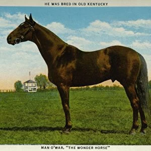 Postcard of Man O War. ca. 1925, MAN O WAR. THE RACE HORSE MARVEL OF AMERICA ran one mile in 1: 35, 4-5, mile and one eighth in 1: 49, 1-5, mile and three eighths in 2: 14, 1-5, mile and one half in 2: 28, 4-5, mile and five eighths in 2ja40, 4-5, won in two years $249, 465. Owned by Samuel D. Riddle, Glen Riddle, Pa