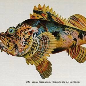 Postcard of Scorpaenopsis cocopsis Fish. ca. 1914, 246. Nohu Omakaha, (Scorpaenopsis Cocopsis). FISHES OF HAWAII. The Aquarium at Waikiki, Honolulu, claims the rarest and most beautiful fish in the world. They are odd in shape having all the hues of the rainbow with the tints laid on as if with the brush. No painter can imitate them nor language do them justice. Words are inadequate to accurately portray these exquisite colors and weird shapes