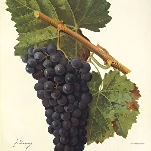 Pougnel grape, illustration by J. Troncy
