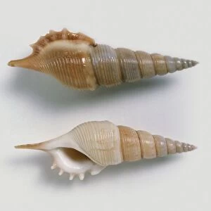 Powiss tibia (Tibia powisi) shells