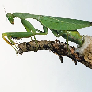 Praying mantis (Mantis religiosa) laying eggs into foamy egg case on twig, side view