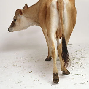 Pregnant Jersey cow, aged 14 months, tan and white coloured fur, udders developing, long tail with black ends, rear view