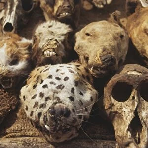 Preserved animals heads and skulls