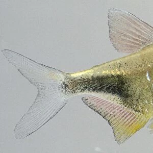 Pretty tetra: a shiny yellow fish with reddish eyes