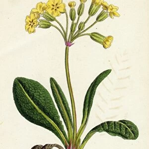 Primula officinali-vulgaris, Cowslip Oxlip