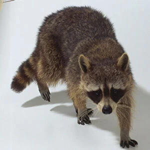 Procyon lotor (Raccoon), Family Procyonidae