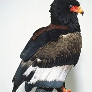Profile of Bateleur Eagle with a black head and brown, white and grey feathers perched on a branch