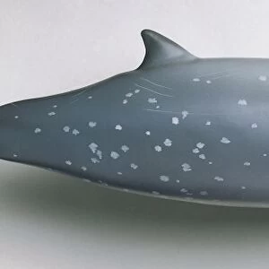 Profile of Cuviers beaked whale
