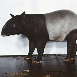 Profile of tapir, Tapirus indicus