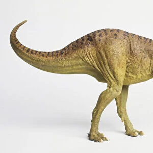 Profile of Tyrannosaurus rex model, tail curved to side