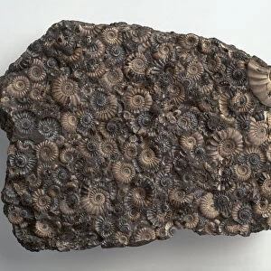 Promicroceras ammonites fossilised in limestone rock