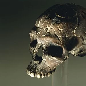 Proto Cro-Magnon type skull of Homo sapiens, from Qafzeh, Israel