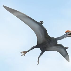Pterodactylus in flight