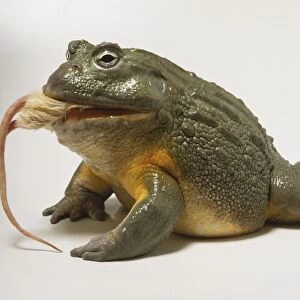 Pyxicephalus adspersus, African Bullfrog eating mouse, side view