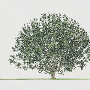 Quercus alnifolia (Golden oak of Cypress)